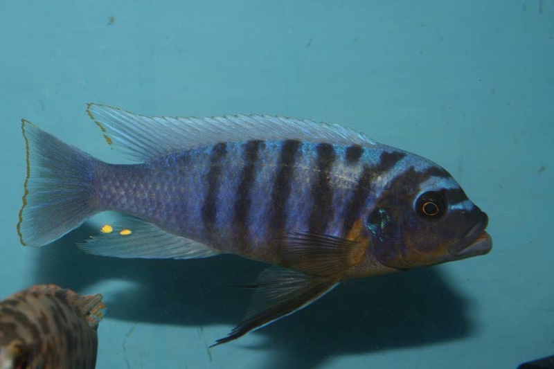 Maylandia fainzilberi 'Charo'